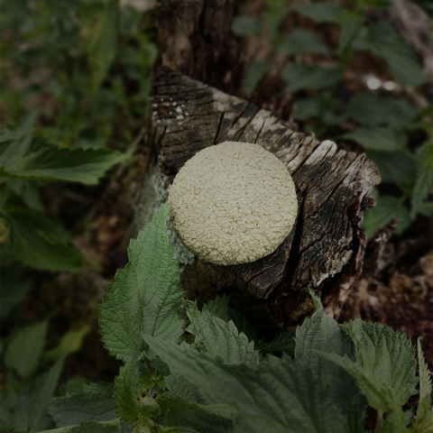 Szampon w Kostce – Zielony z Pokrzywą na łupież