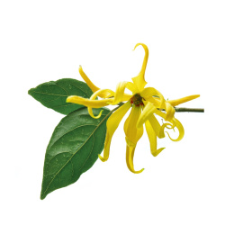 Olejek Ylang Ylang 10ml